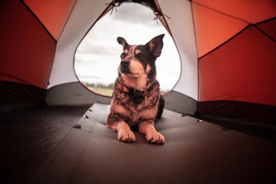 Russell dog friendly camping